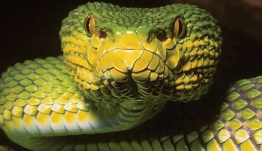 Serpente 'enigm&aacute;tica' descoberta em Mianmar desafia a l&oacute;gica da biologia