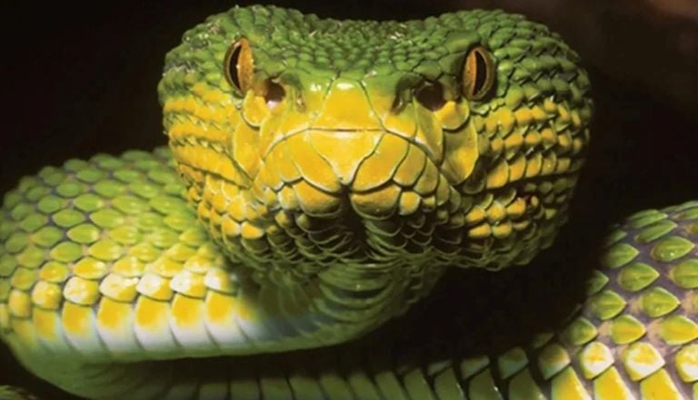 Una serpiente "enigm&aacute;tica" descubierta en Myanmar desaf&iacute;a la l&oacute;gica de la biolog&iacute;a