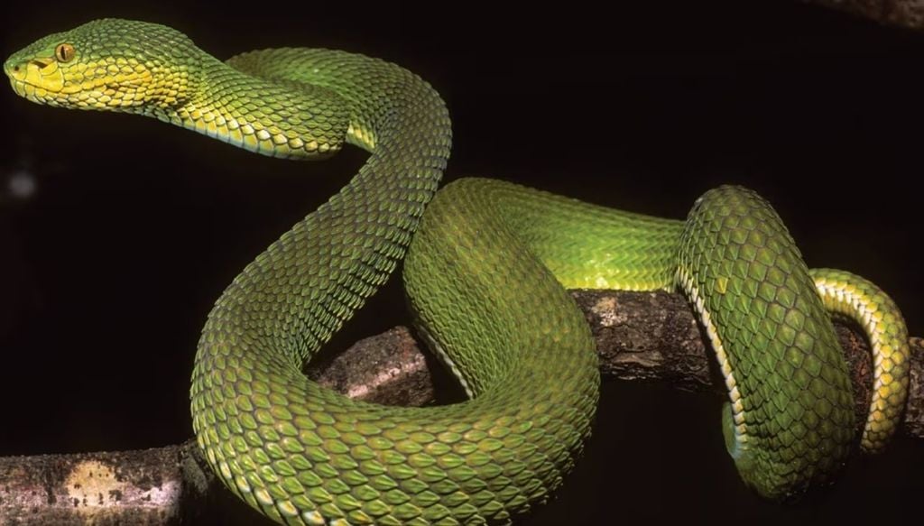 Nova víbora descoberta desafia cientistas e confunde a classificação das espécies. Crédito: Wolfgang Wüster, CC BY-SA 4.0