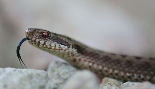 Serpents venimeux pr&egrave;s des villes : votre commune est-elle concern&eacute;e ?