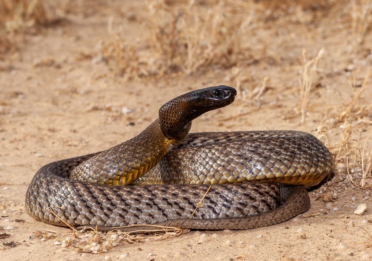 Los Secretos De La Serpiente Que Posee La Mordedura Más Letal Del Mundo 2804