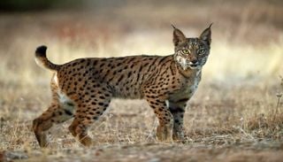 Serra da Malcata prepara o regresso do lince ib&eacute;rico mais de duas d&eacute;cadas ap&oacute;s a sua extin&ccedil;&atilde;o local