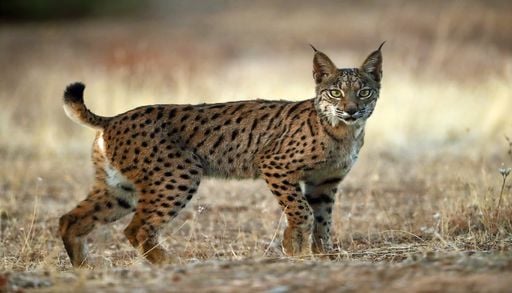 Serra da Malcata prepara o regresso do lince ib&eacute;rico mais de duas d&eacute;cadas ap&oacute;s a sua extin&ccedil;&atilde;o local