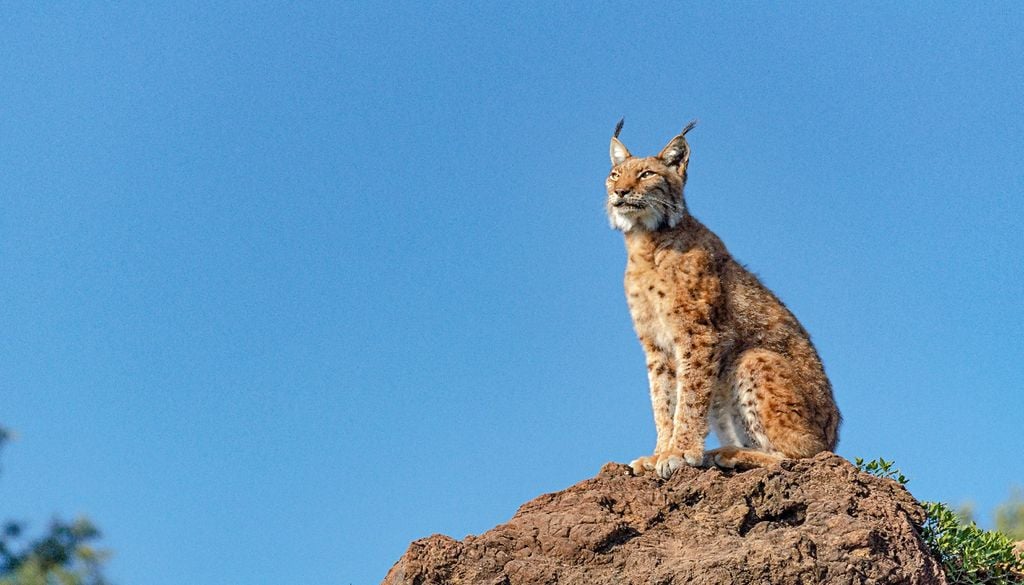 Ao longo de 20 anos, Portugal e Espanha têm vindo a trabalhar em parceria para recuperar a população de linces ibéricos. Foto: Adobe Stock