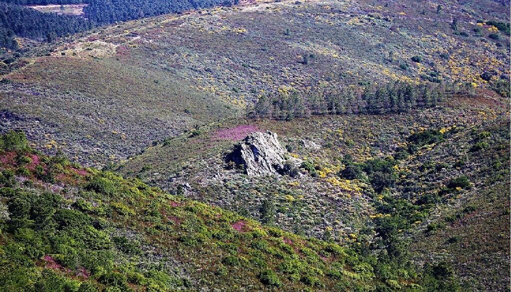 O novo plano de proteção da espécie visa devolver a Serra da Malcata ao lince ibérico até 2030. Foto: Município de Penamacor