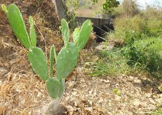Sert&atilde;o com &aacute;gua: a inova&ccedil;&atilde;o da Embrapa que d&aacute; esperan&ccedil;a aos agricultores do Nordeste