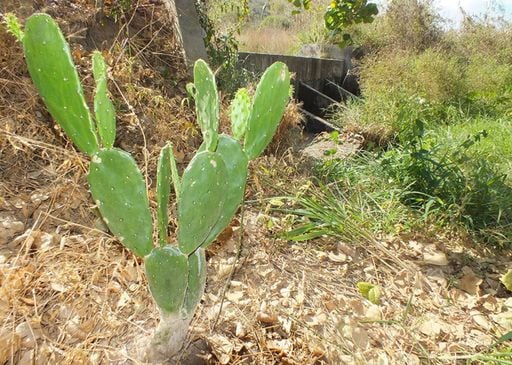 Sert&atilde;o com &aacute;gua: a inova&ccedil;&atilde;o da Embrapa que d&aacute; esperan&ccedil;a aos agricultores do Nordeste