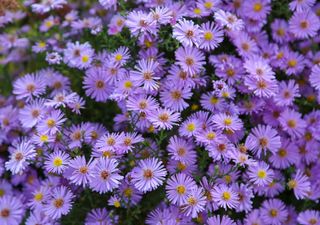 Settembrini: i fiori che annunciano l’autunno