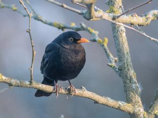 Il periodo più freddo dell’anno: come saranno i giorni della merla?