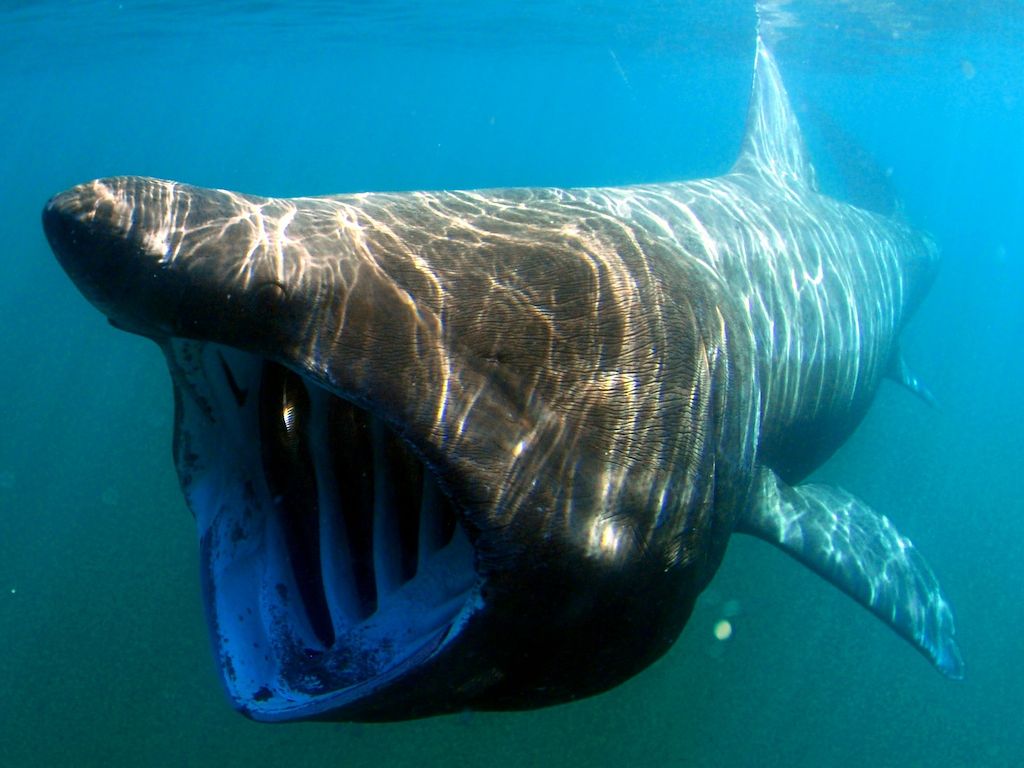 ‘sharkcam Reveals Basking Shark Behaviour In Inner Hebrides 0923