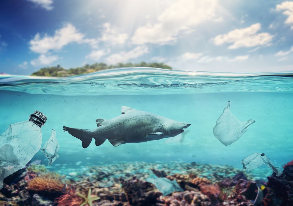 Plastic waste in the ocean threatening sharks in the Mediterranean.