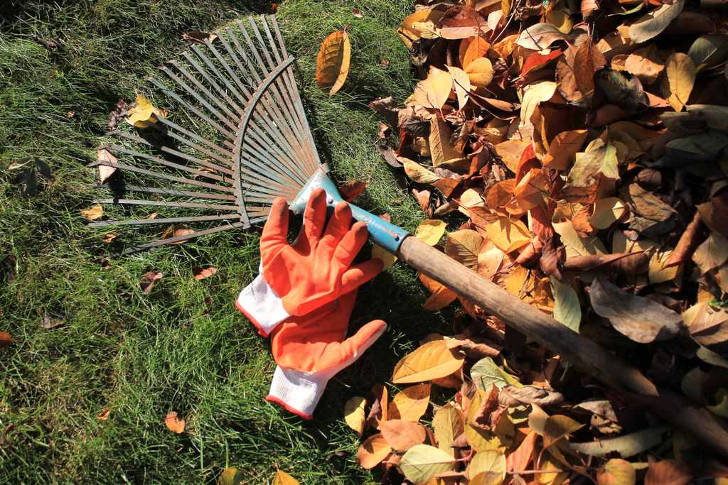 raking leaves raking leaves