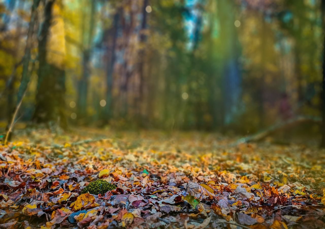 Por qué los árboles creen que ya estamos en otoño? Las hojas se caen