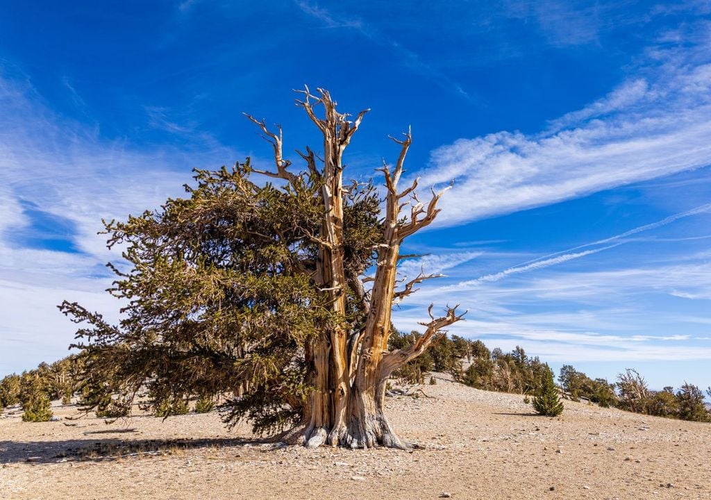 Albero millenario. Le loro radici si ancorano a rocce dolomitiche, assorbendo umidità minima, mentre le foglie aghiformi riducono la perdita d'acqua.