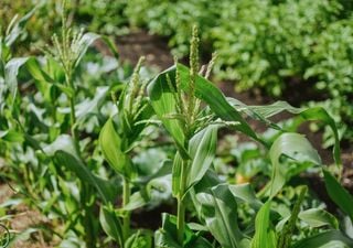 Sí, las plantas pueden gritar cuando sufren y hay un insecto que puede escucharlas