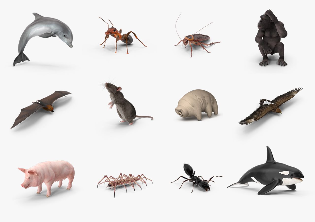 different types of animals in the world