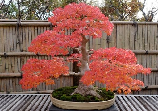 Sí, podés tener un árbol en el balcón: esta especie crece en maceta y es perfecta para decorar espacios mínimos