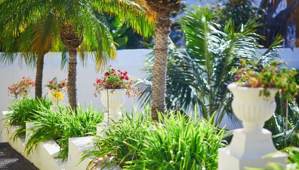 plantas Un ejemplar en tierra transforma de inmediato la escala y la fisonomía de cualquier espacio al aire libre.
