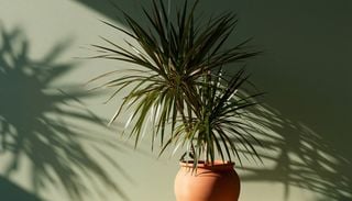 Si tu Dr&aacute;cena comienza a secarse desde las puntas, revisa estos cuidados antes de aumentar el riego