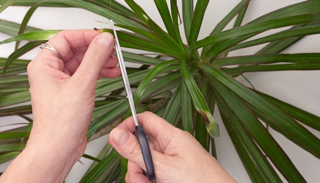 dracena Una hoja dañada no siempre necesita ser eliminada: mientras conserve tejido sano, basta con retirar cuidadosamente la parte que perdió su vitalidad.