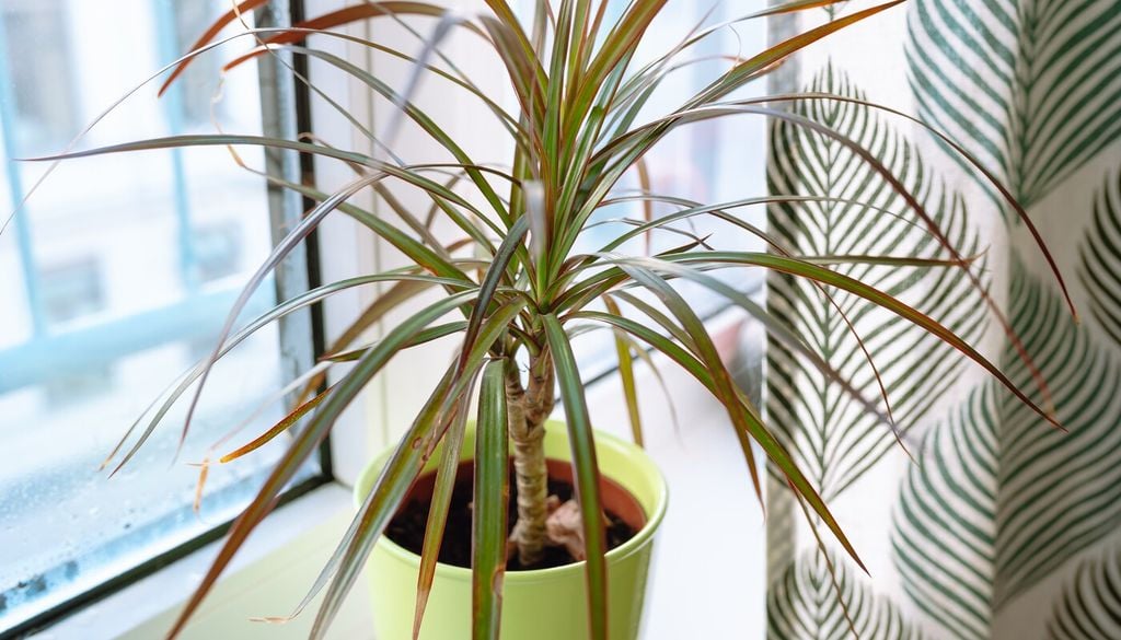dracena windowsill Las raíces necesitan humedad, pero también aire: un sustrato saturado durante demasiado tiempo puede terminar afectando la parte aérea de la planta.