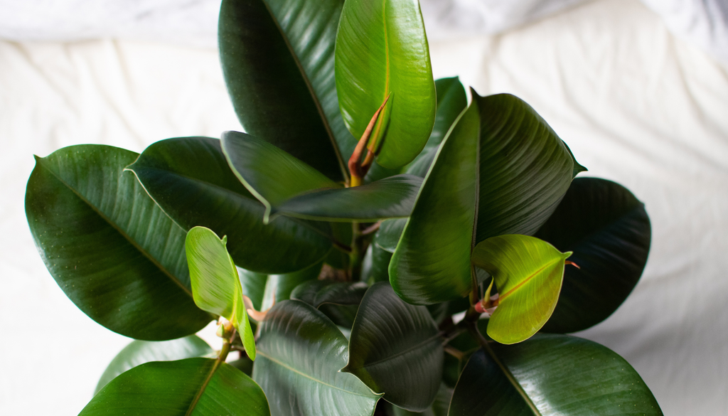 Las hojas del Ficus elastica necesitan buena iluminación para conservar su color y producir nuevos brotes.