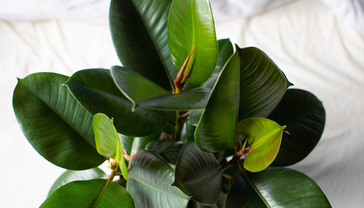 Si tu Ficus elastica ha dejado de crecer, revisa estos cuidados antes de cambiarlo de maceta o aumentar el riego