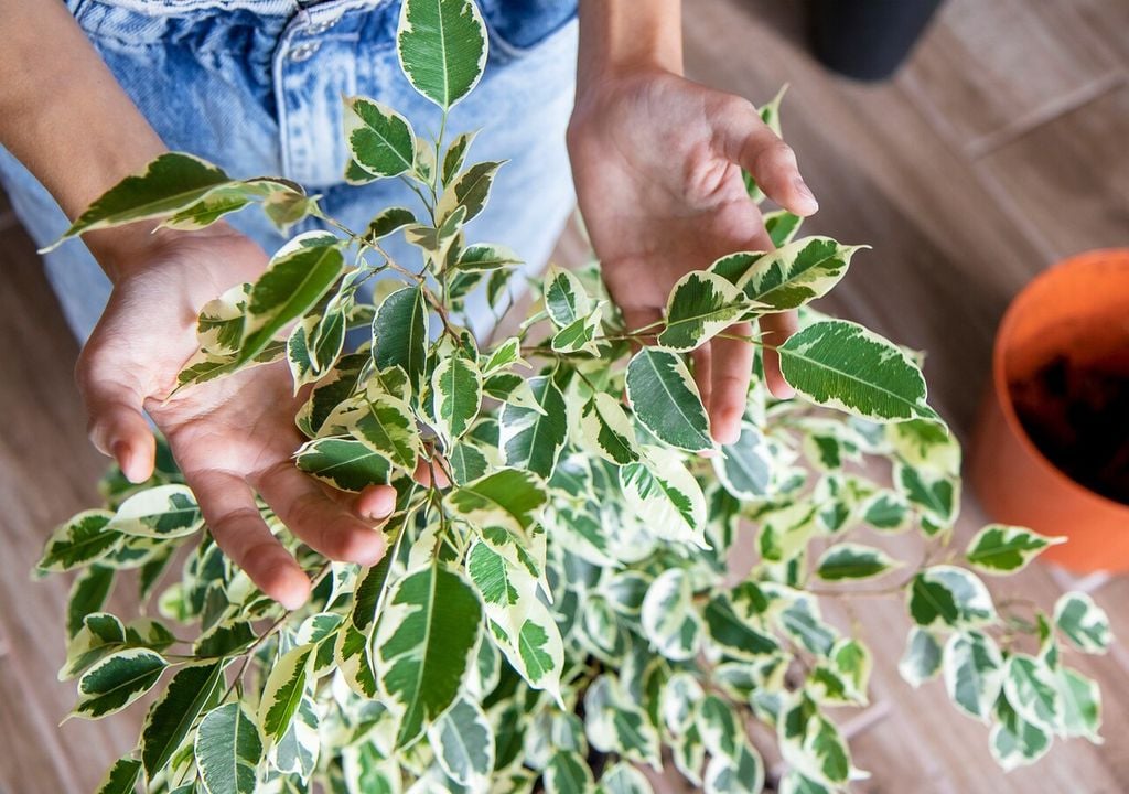 Un ficus con raíces sanas y cuidados constantes puede regenerar su follaje por completo en pocas semanas.