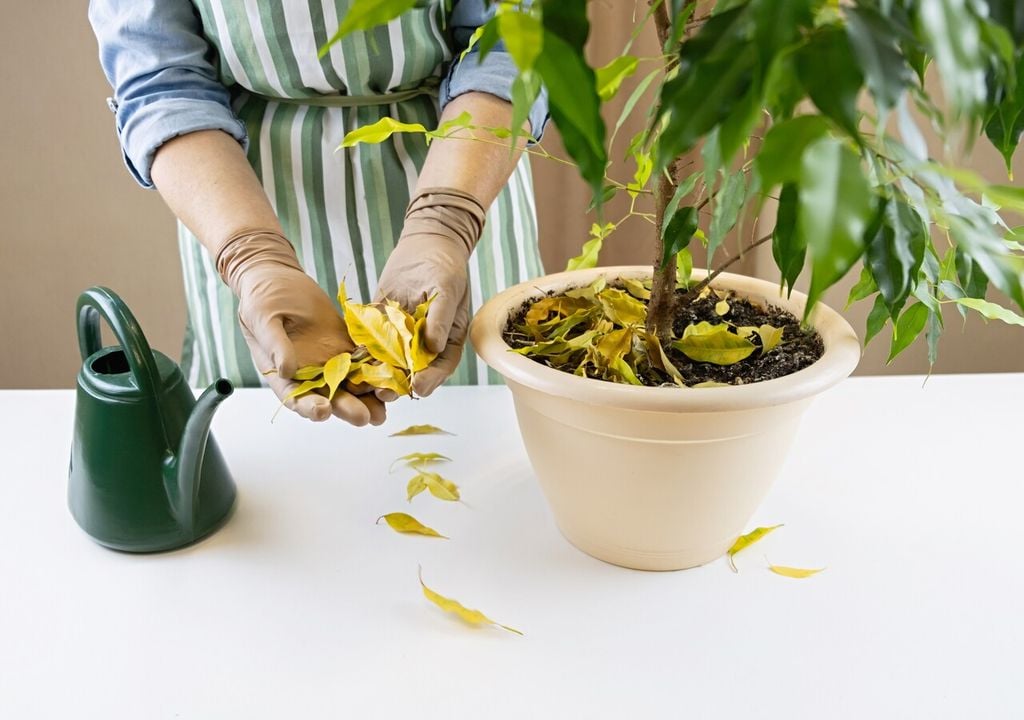 El ficus benjamina suele perder hojas al cambiar de estación o ubicación, pero no está muriendo: se está adaptando.