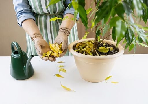 Si tu Ficus se qued&oacute; &ldquo;calvo&rdquo;, no lo tires: solo se est&aacute; adaptando al cambio de estaci&oacute;n
