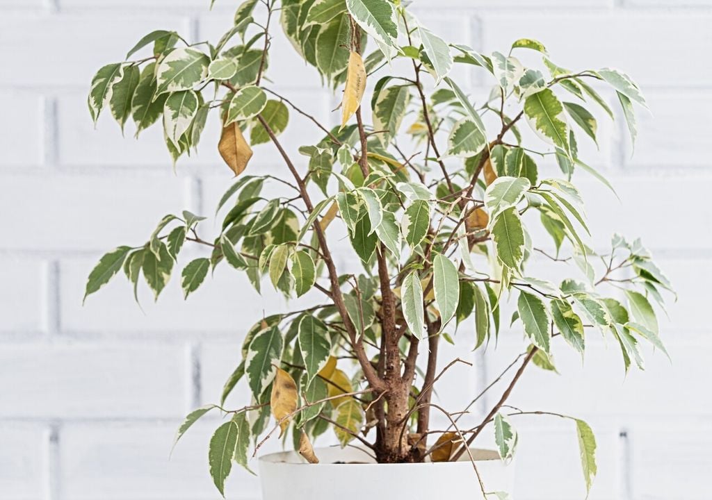 La falta de luz y los cambios de temperatura son las causas más comunes de pérdida de hojas en el ficus.
