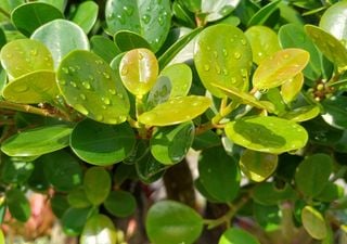Si tu jard&iacute;n es un barrizal, no luches contra &eacute;l. Estas son las plantas que adoran el barro y lo llenar&aacute;n de vida