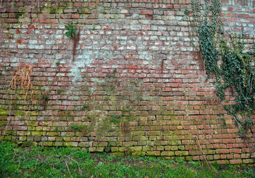 Le Hedera helix s’étend rapidement même sans lumière directe du soleil.