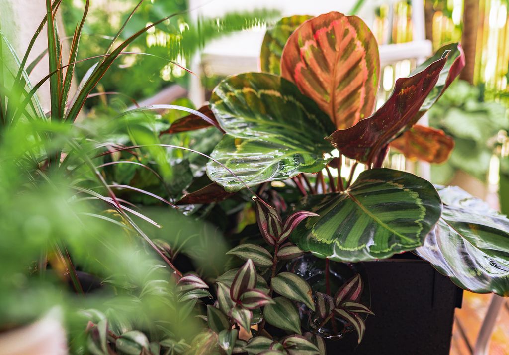 Les calatheas apportent une ambiance chaleureuse, souvent nécessaire sur des terrasses très ombragées.
