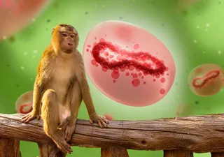 La viruela del mono y las enfermedades zoonóticas. Sí, van en aumento