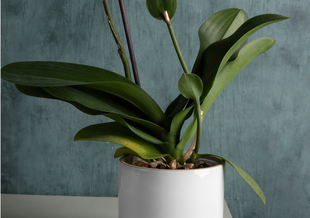 3 plantas ideales para tener en departamentos y habitaciones reducidas sin exposición directa a la luz del sol.
