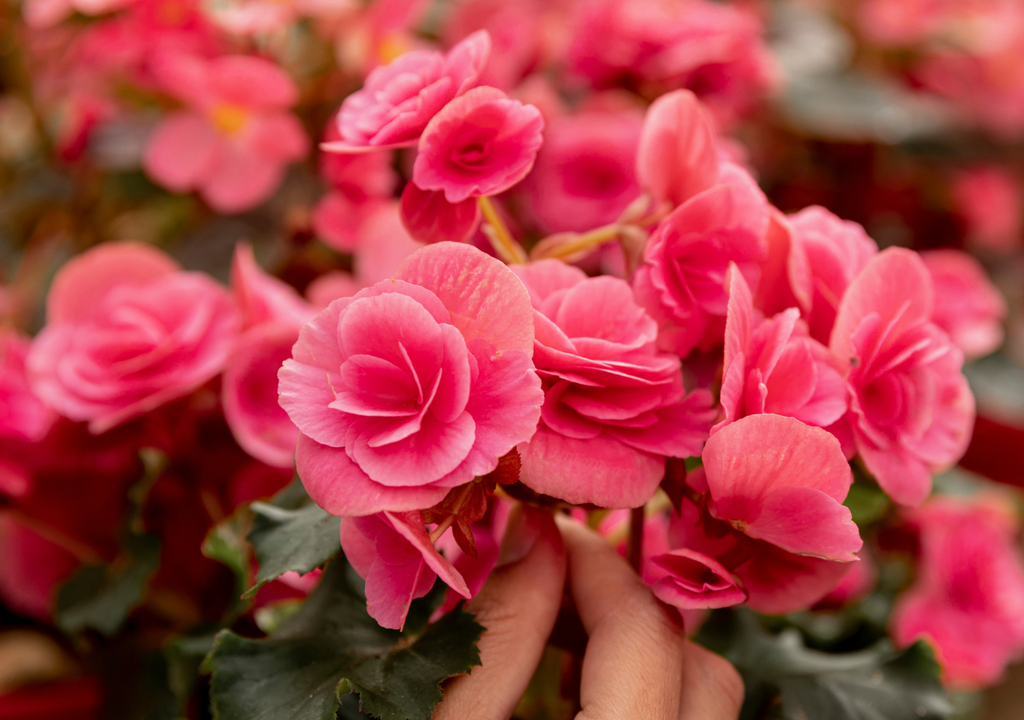 Con solo colocarla próxima a una ventana, la Begonia crecerá y florecerá perfectamente gran parte del año.