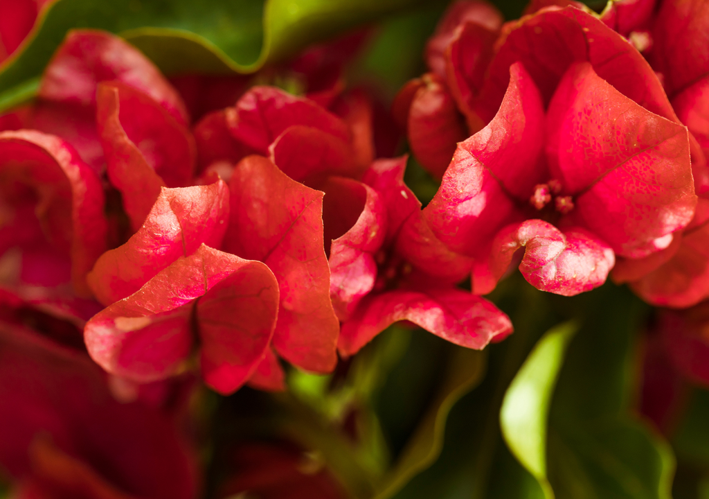 Se recominenda regar la Begonia una vez que la tierra deja de estar húmeda, además de evitar encharcamientos.