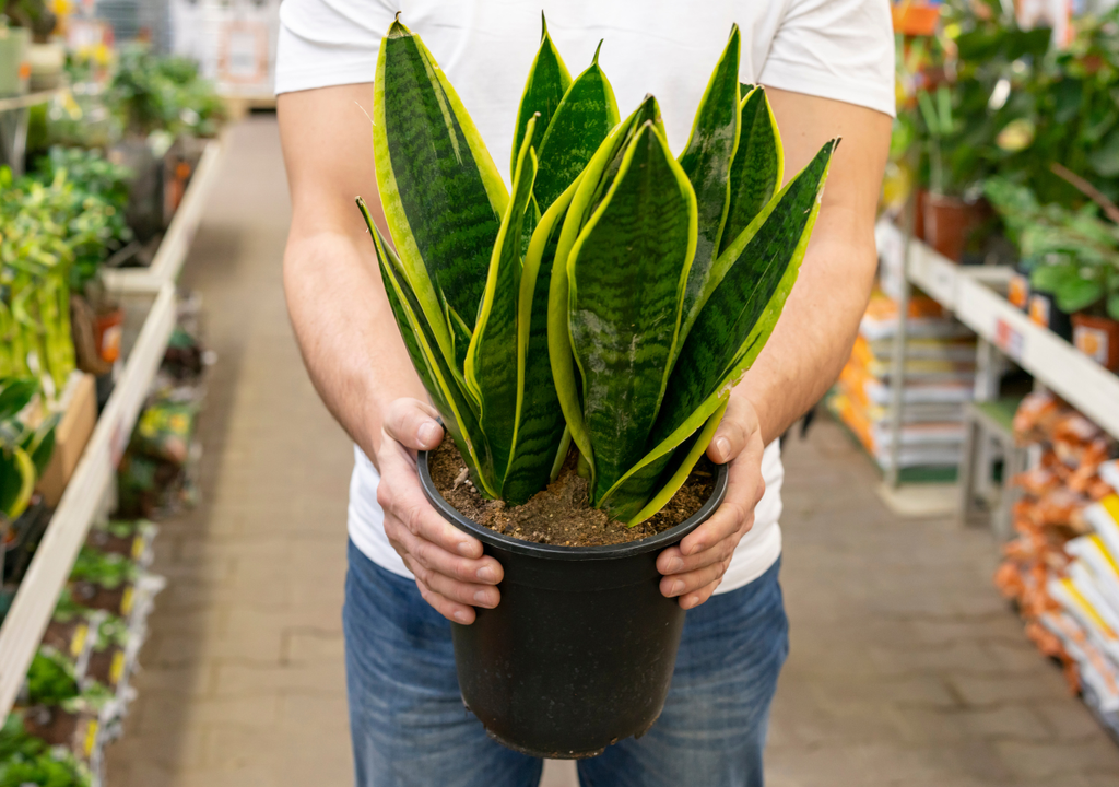 Las hojas de la Calathea presentan dibujos naturales y combinan colores verdes, blancos, rosados y grises.