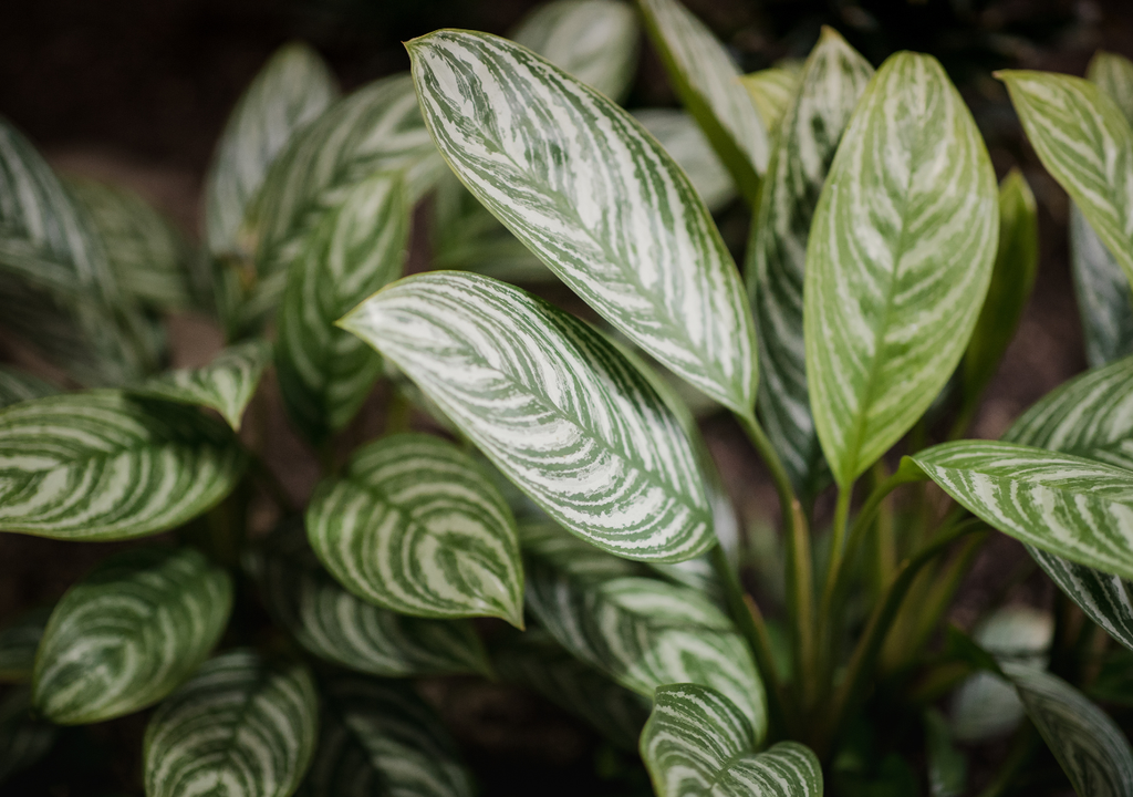 La Calathea precisa de un riego moderado y un ambiente húmedo, además de poca exposición directa a la luz natural.