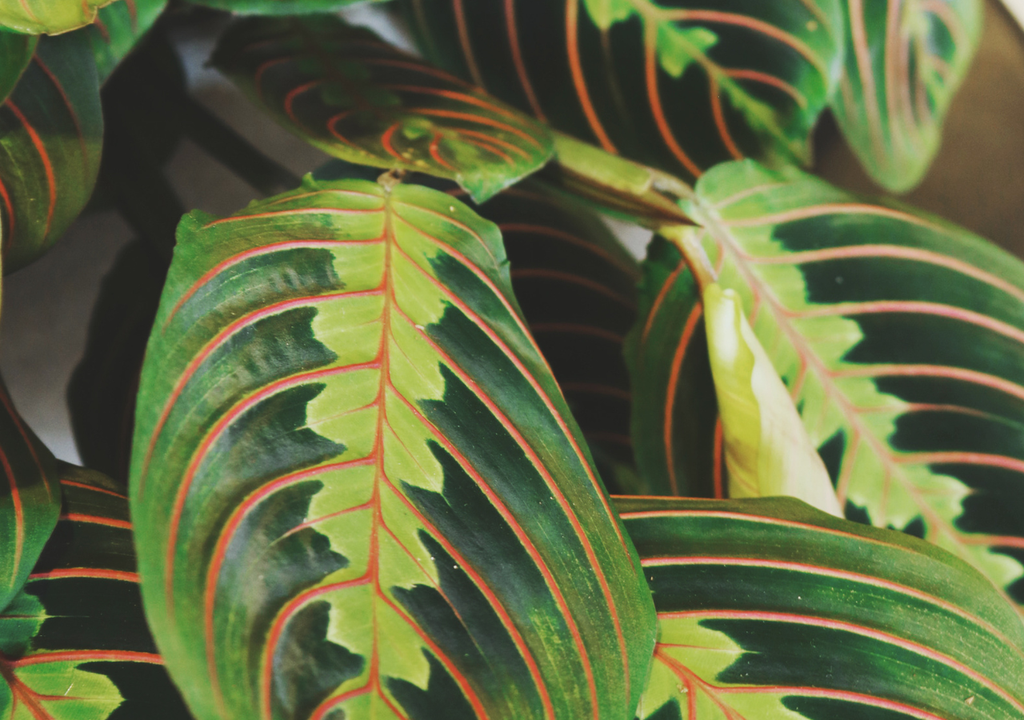 En su entorno natural, la Dieffenbachia suele crecer a la sobra de grandes árboles. Por ello se ha adaptado a subsistir con poca luz natural.