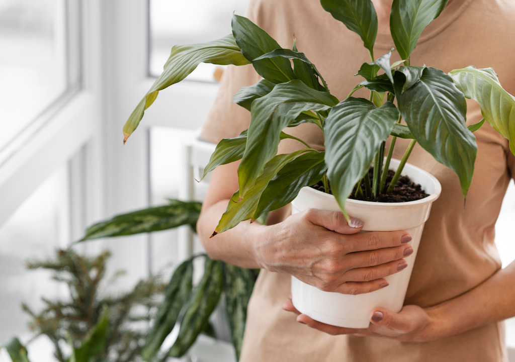 La Dieffenbachia es una planta elegante y decorativa, con hojas grandes y vistosas.