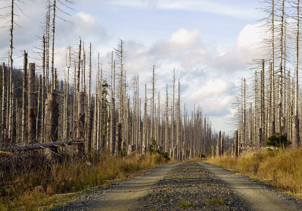 Une forêt sèche dans le parc national du Harz, en Allemagne.