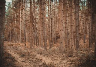 Siccità e caldo: le foreste francesi muoiono di sete!