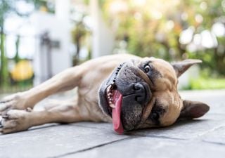 Die Hoffnung auf Sommerwetter stirbt zuletzt: Was haben Siebenschläfer und Jetstream damit zu tun? Wir sagen es Euch!