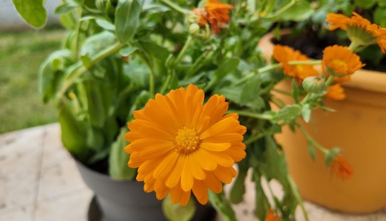 Siembra esta flor en octubre y llena de color tu balc&oacute;n en verano: la cal&eacute;ndula tambi&eacute;n crece en maceta