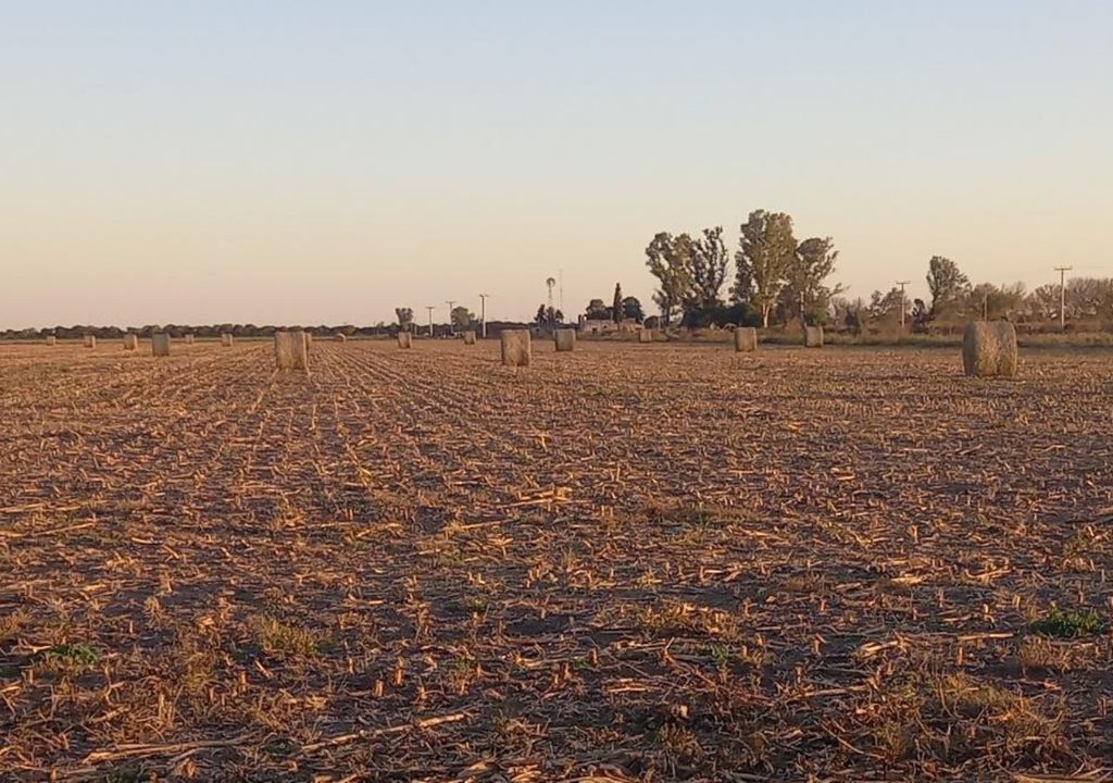 trigo siembra trigo siembra