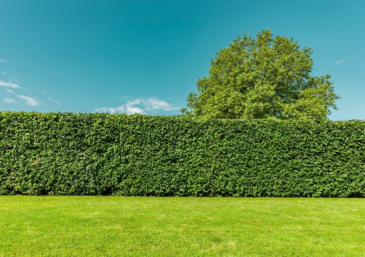 Siepi a misura di giardino: scopri quella più adatta al tuo