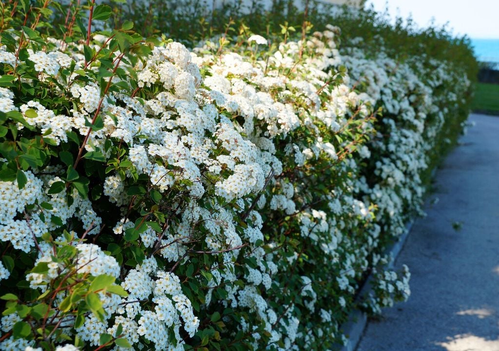 La spirea è un’ottima scelta per siepi fiorite: in primavera si ricopre di piccoli fiori chiari, creando una barriera fitta e decorativa
