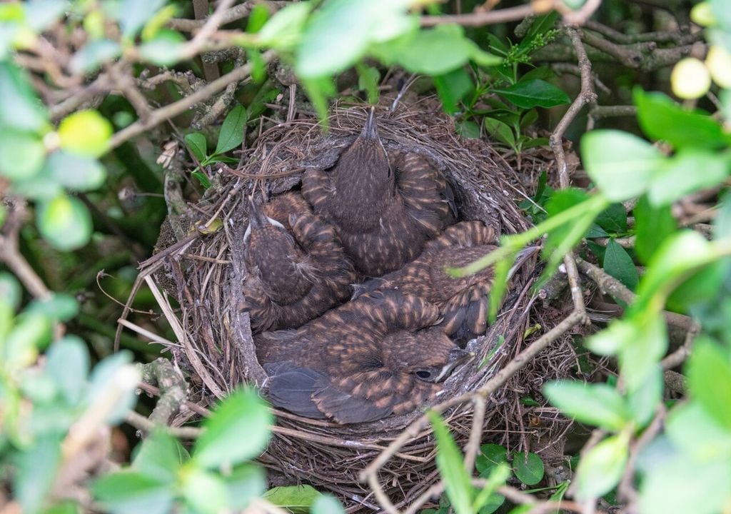 Un nido tra i rami fitti di una siepe è più sicuro: la vegetazione lo protegge su tutti i lati, sopra, sotto e lateralmente